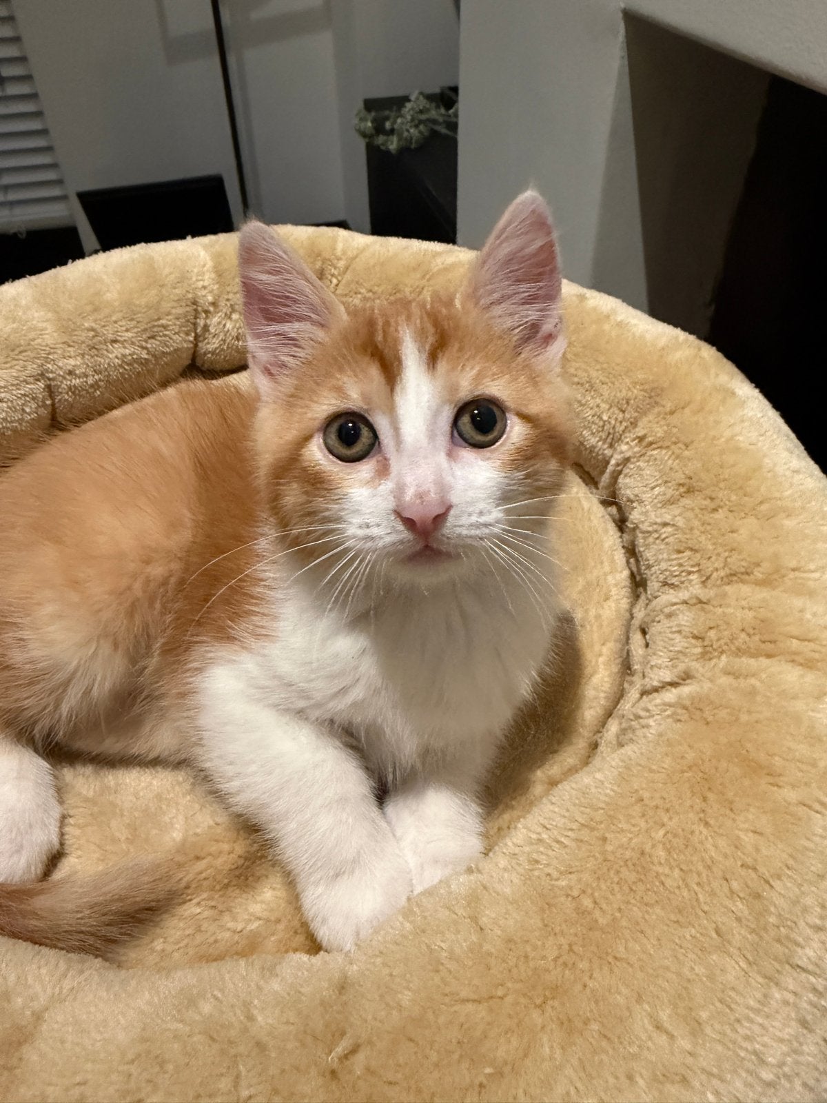 Maincoon mix