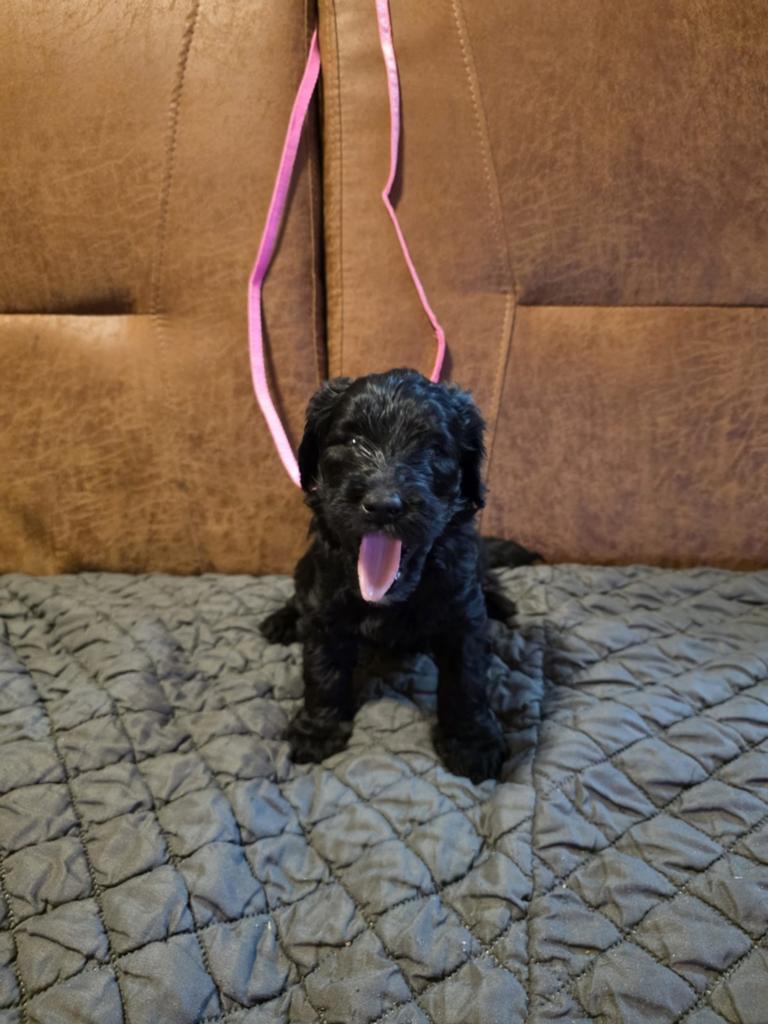 Labradoodle pups, Dieren en Toebehoren, Overige rassen, 8 tot 15 weken, Meerdere, Meerdere dieren