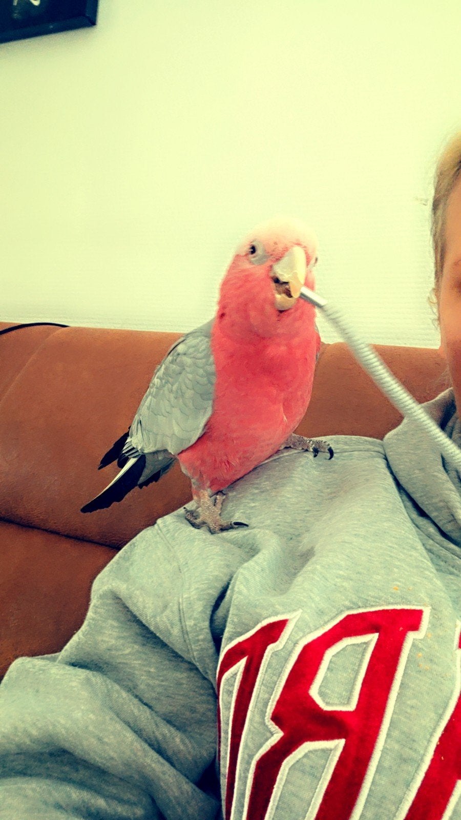 te koop lieve roze kakatoe., Dieren en Toebehoren, Vogels | Parkieten en Papegaaien, Mannelijk, Parkiet