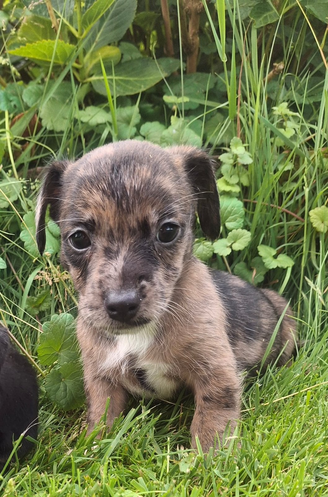 Prachtige Jack Russels aangeboden., Jack Russell Terriër, 8 tot 15 weken, Parvo, Meerdere