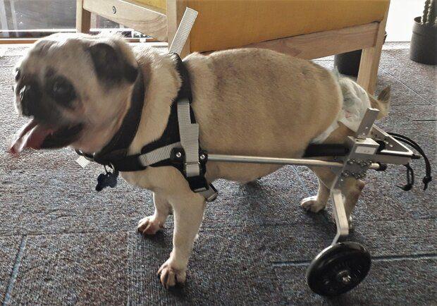 Invalide hond? Hondenrolstoel diverse maten, Verzenden