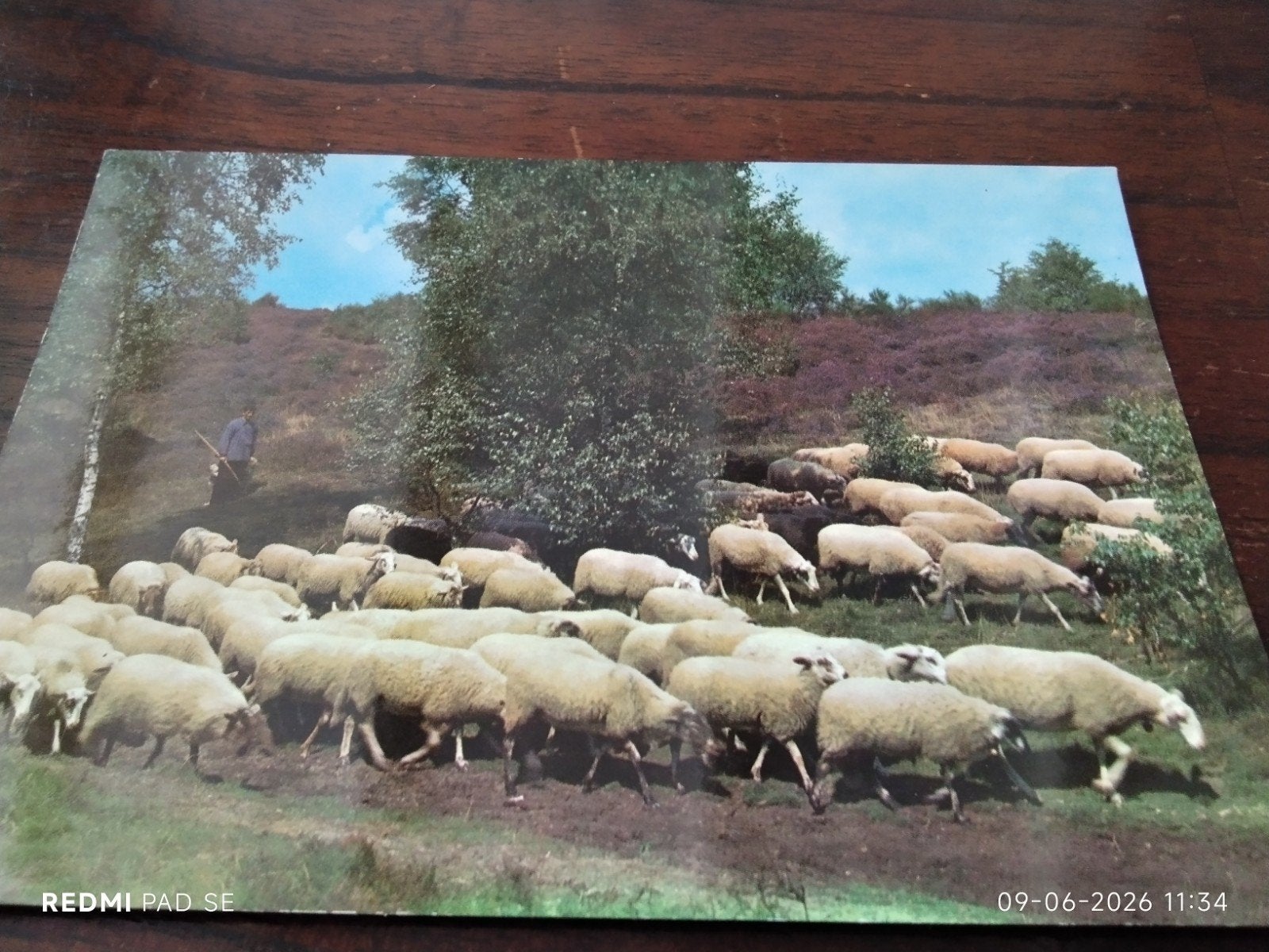 Oude Ansichtkaart Holterberg - Holten met schaapherder, Ophalen of Verzenden, 1940 tot 1960, Ongelopen, Overijssel