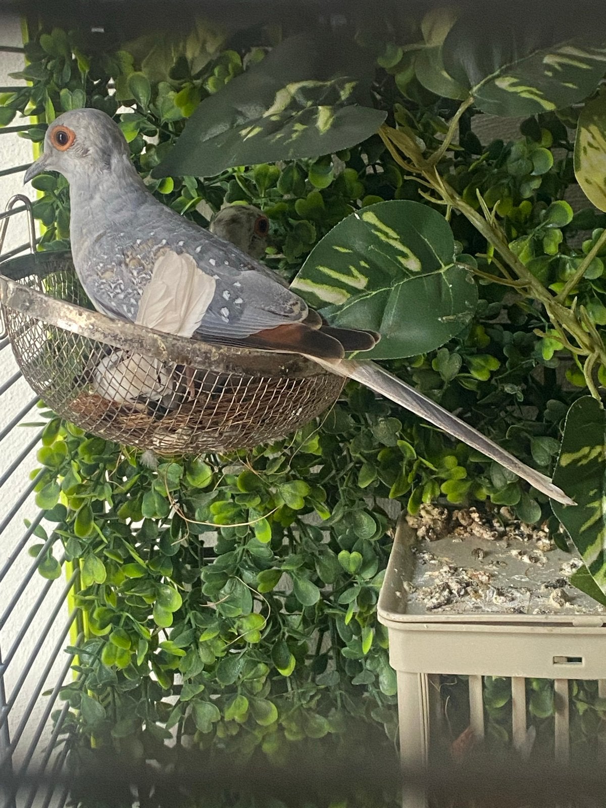Te koop of ruilen 1.1 jonge Diamant duifjes, Meerdere dieren, Tropenvogel, Geringd