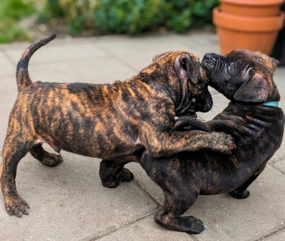 Nog 1 pup kruising American Stafford/Pocket bully, Parvo, Reu, 8 tot 15 weken, Eén hond