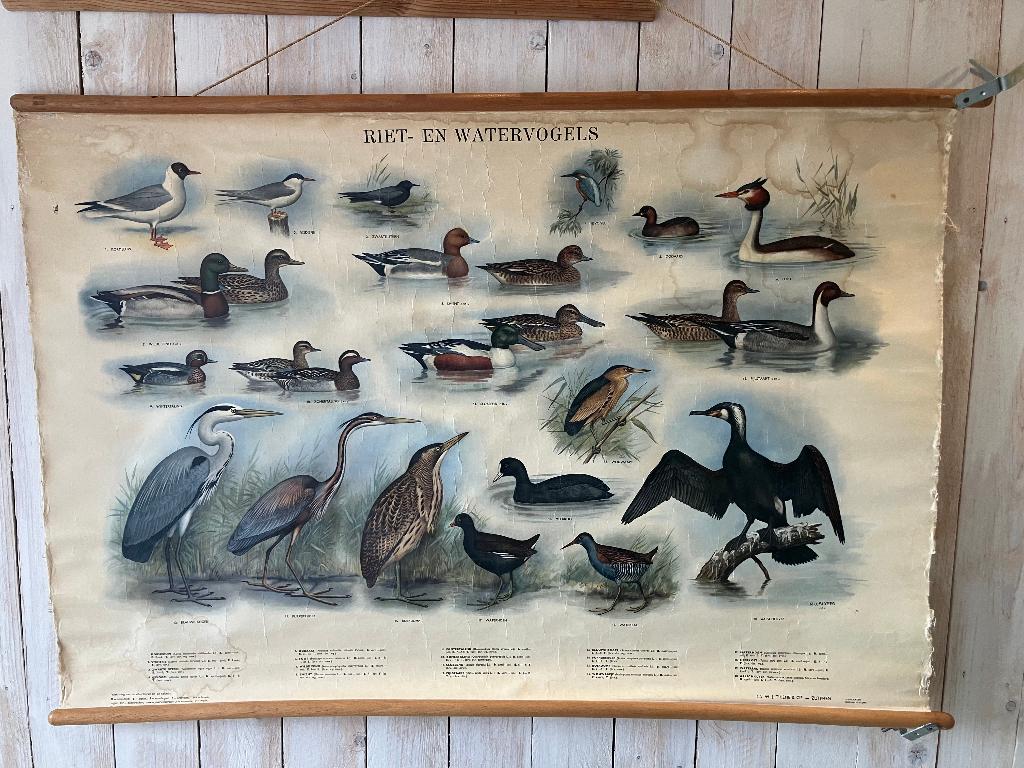 Wandplaat riet- en watervogels, Ophalen, Natuur en Biologie