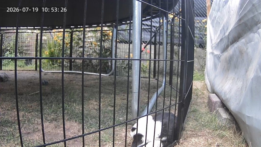 welsh corgi cardigan pups zoeken gouden mandje, Dieren en Toebehoren, Honden | Herdershonden en Veedrijvers, België, Particulier