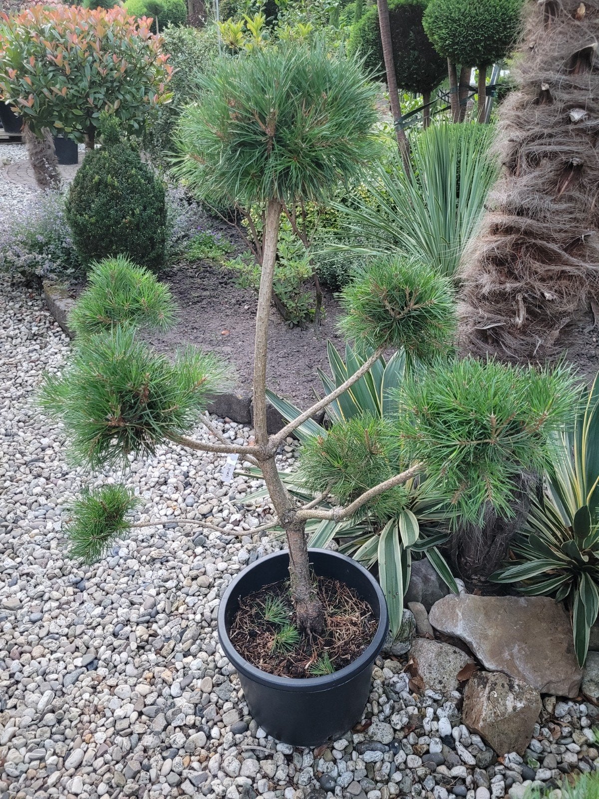 Pinus Sylvestris Vormsnoei Pon Pon - Unieke Bonsai Stijl, Ophalen