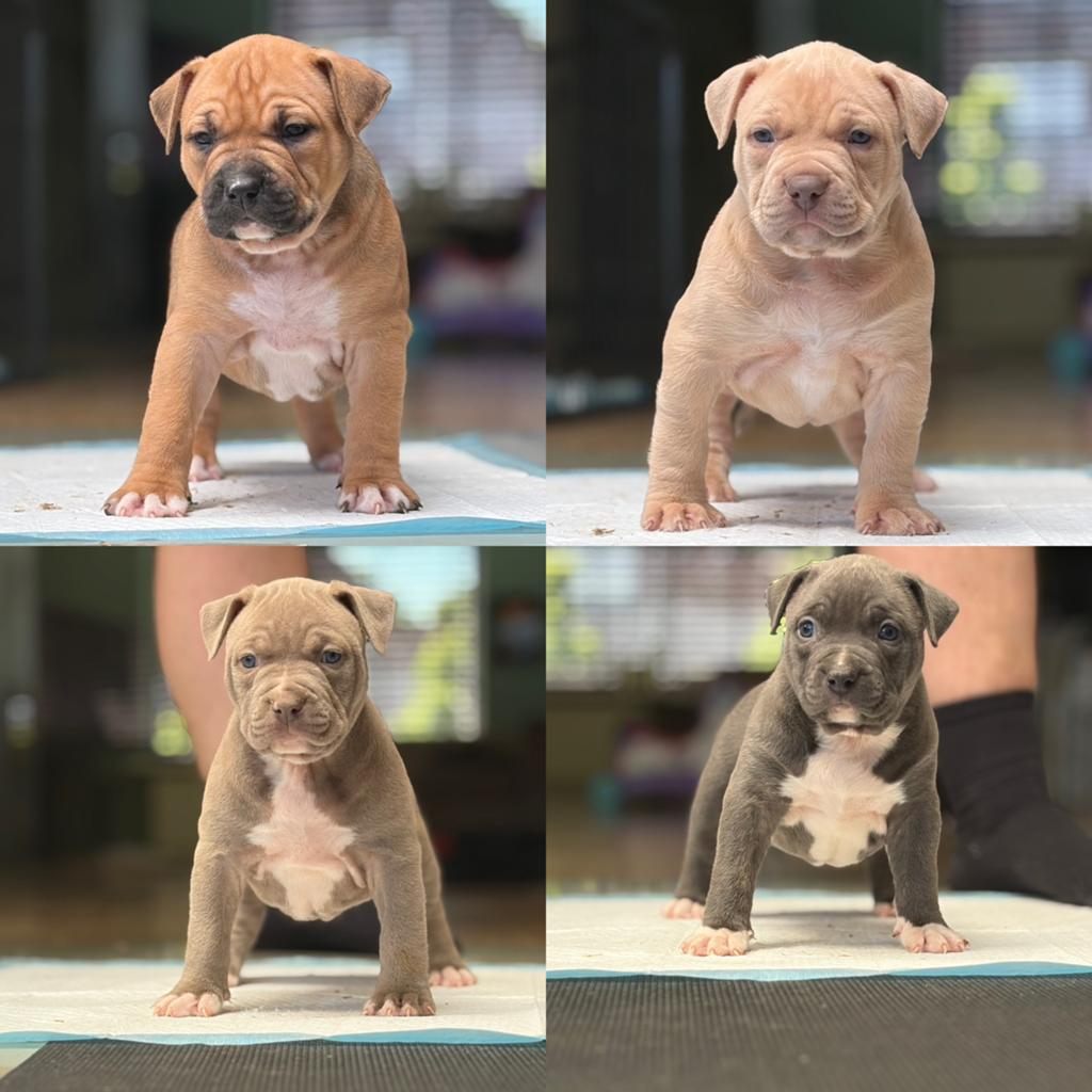 American Bully XL puppy’s, Parvo, België, Particulier, Overige rassen