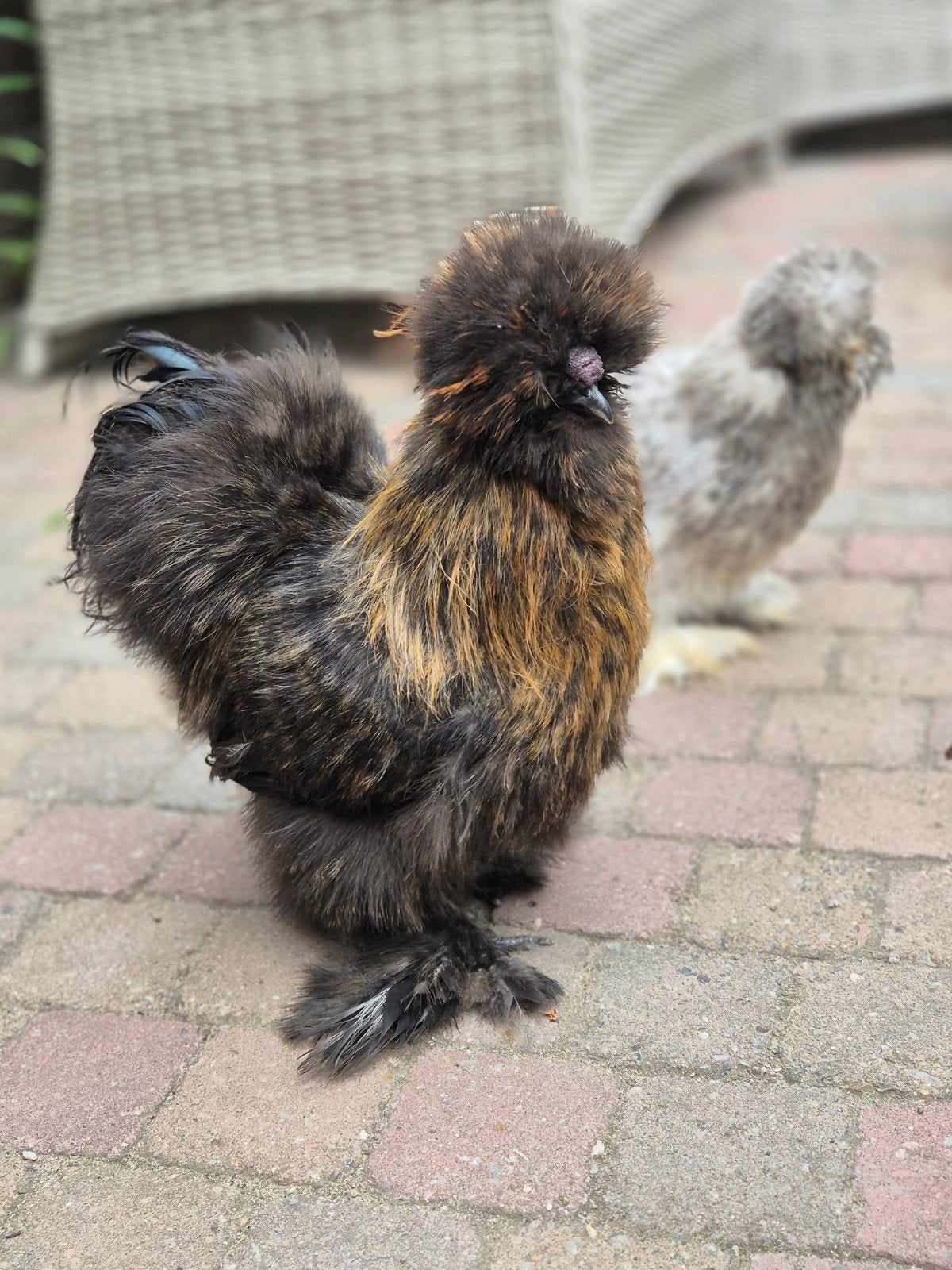 Haantje of koppeltje usa zijdehoen te koop!, Dieren en Toebehoren, Meerdere dieren, Kip