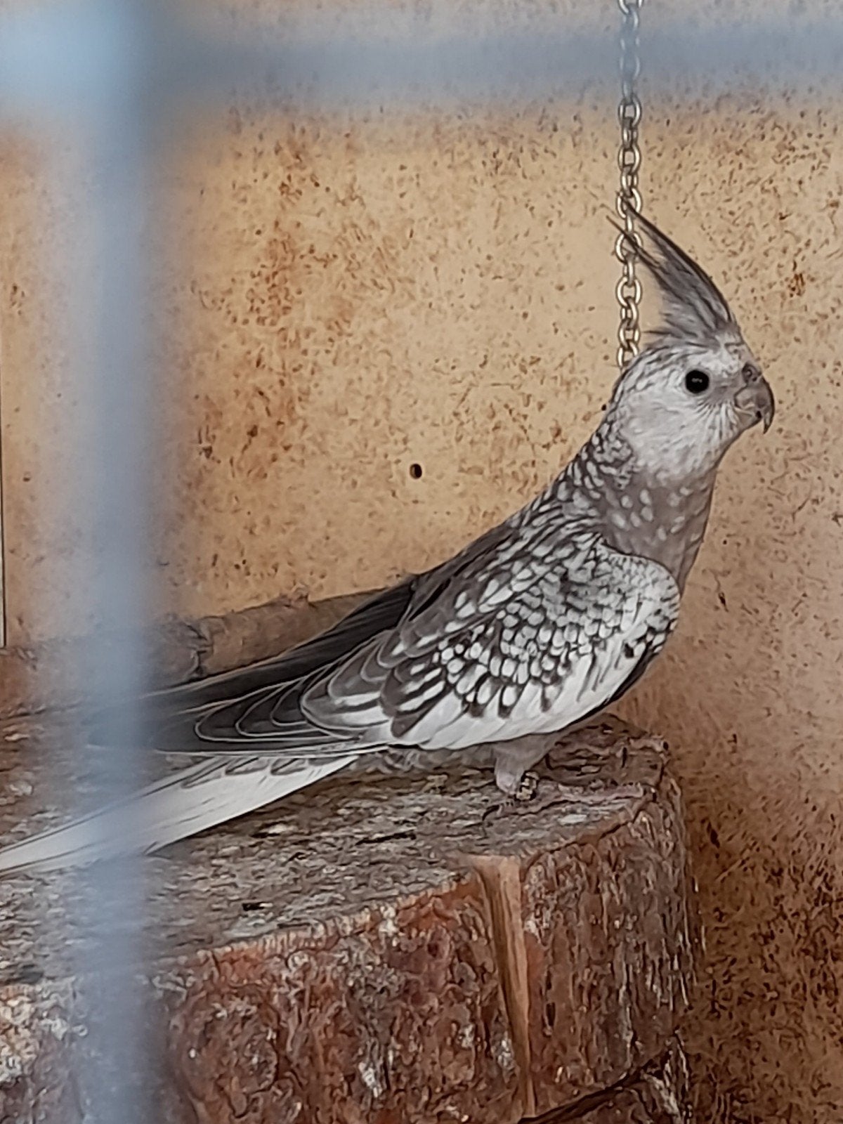 Nestjunge Nymphensittiche, Dieren en Toebehoren, Meerdere dieren, Geringd