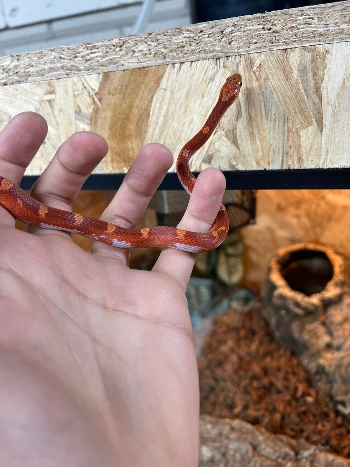 Rattenslang Bloodred pied