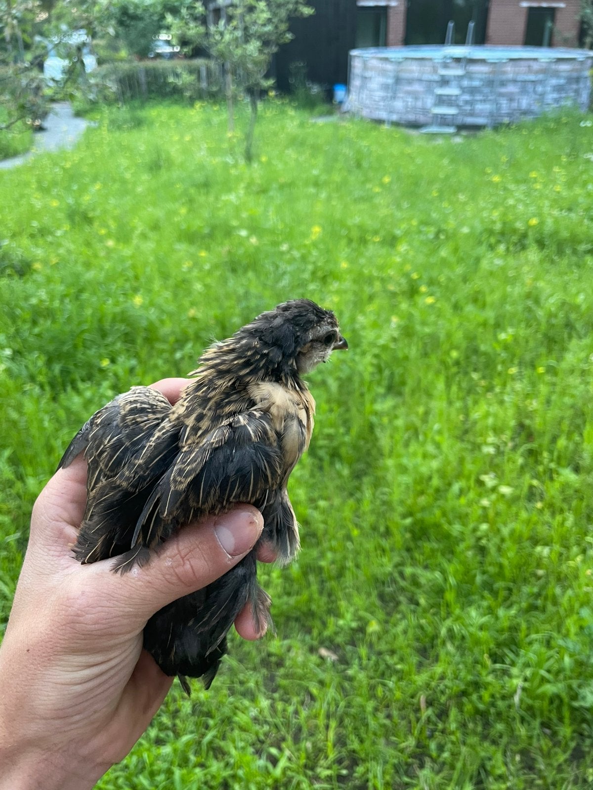 3 hennen kuikens van de antwerpse baardkriel, Dieren en Toebehoren, Meerdere dieren, Kip