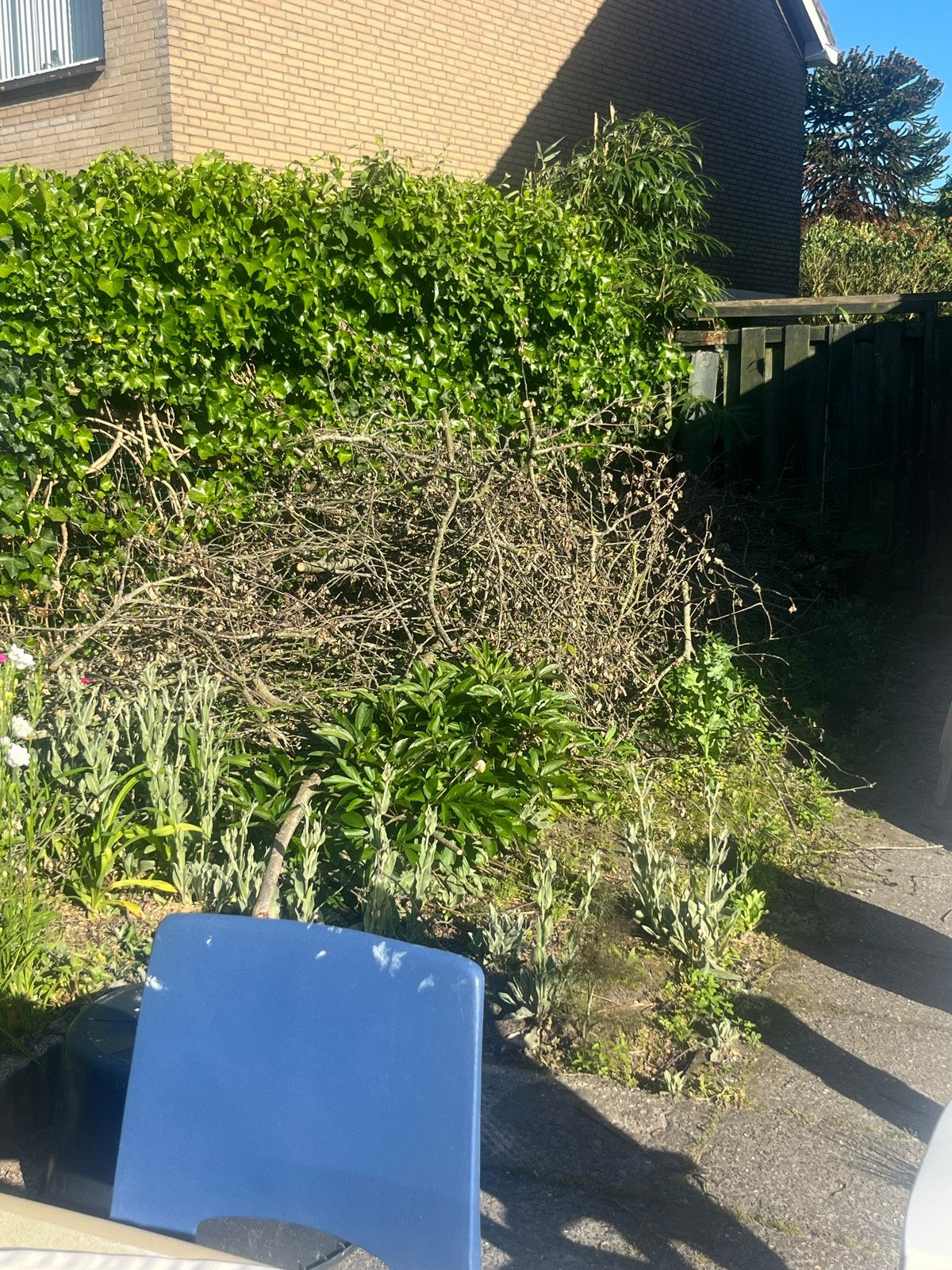 Takken om op te stoken, Tuin en Terras, Vaste plant, Bloeit niet, Halfschaduw, Ophalen