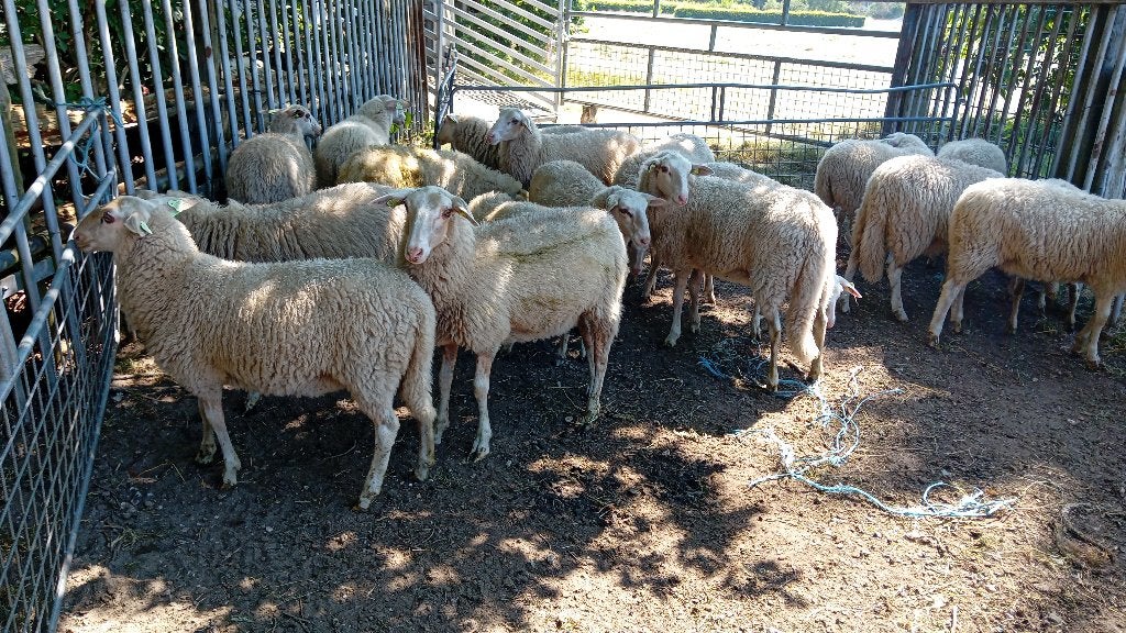 tekoop mooie schoonebeker ooilammeren, Dieren en Toebehoren, Schapen, Geiten en Varkens, Meerdere dieren, Schaap