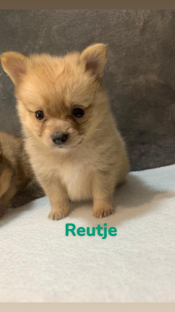Puppy 'Pomchi ', Overige rassen, 8 tot 15 weken, Meerdere, Meerdere dieren
