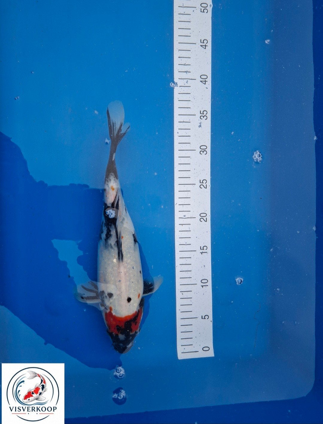 Koi Showa., Dieren en Toebehoren, Karper of Koi