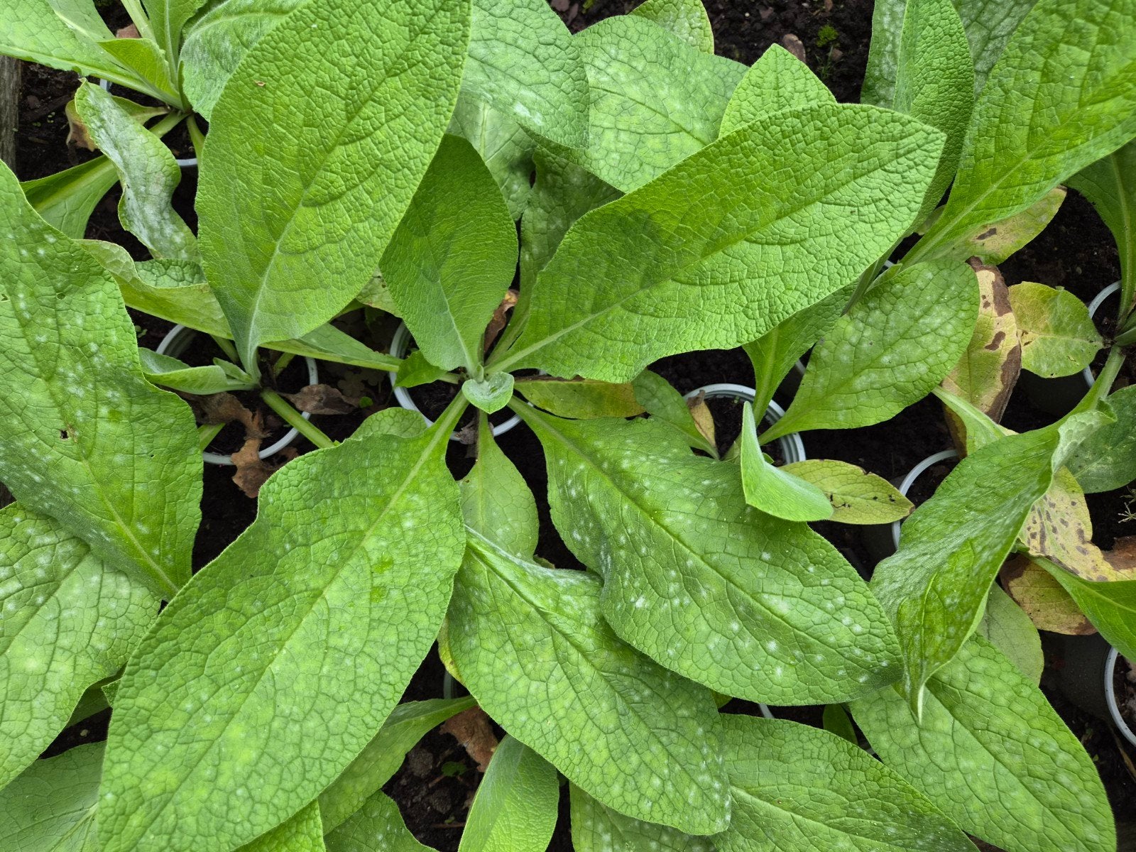Smeerwortel planten - Jonge Symphytum officinale, Ophalen, Vaste plant, Overige soorten