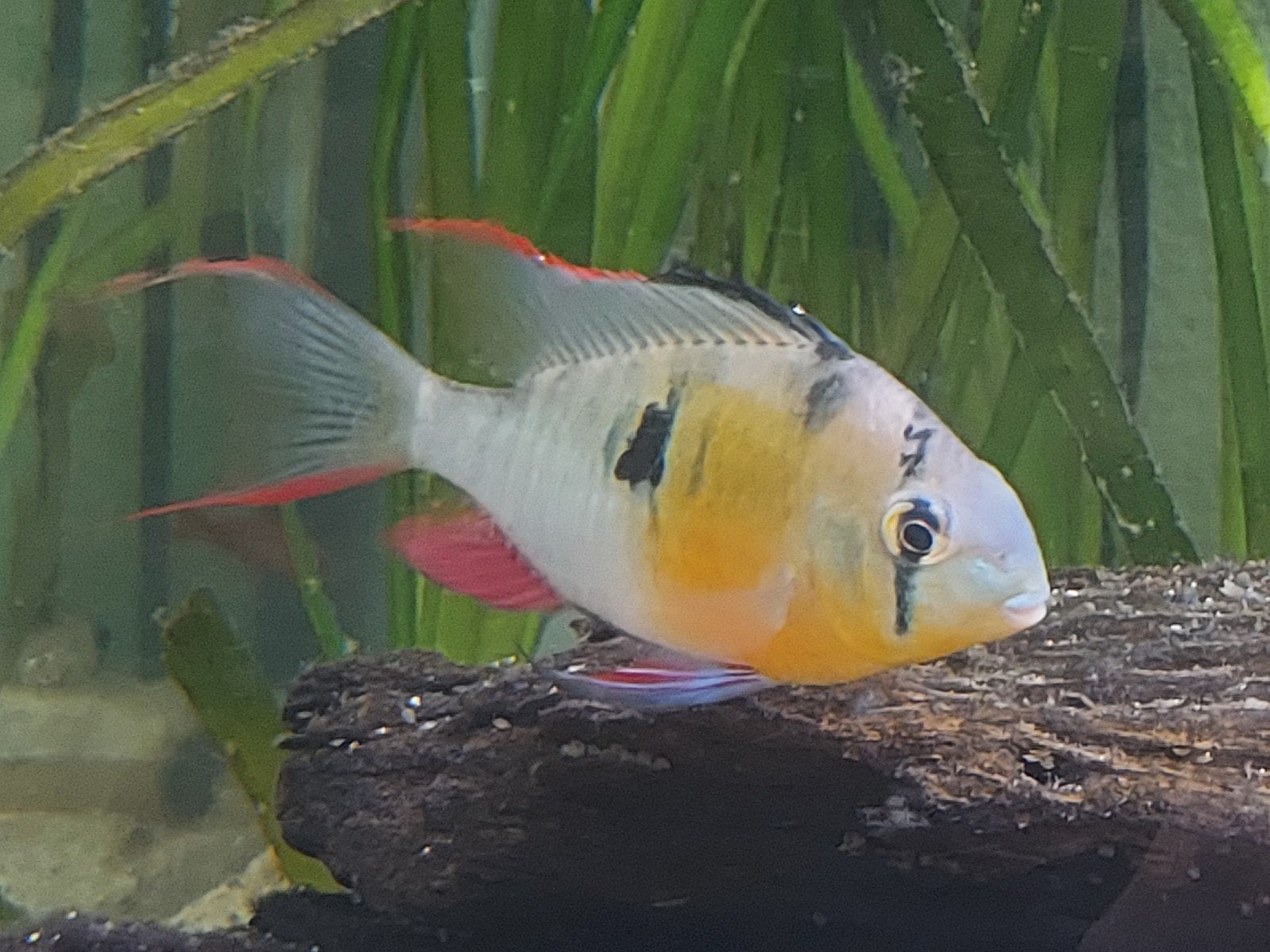 3 koppels Boliviaanse antennebaarsjes, Vis