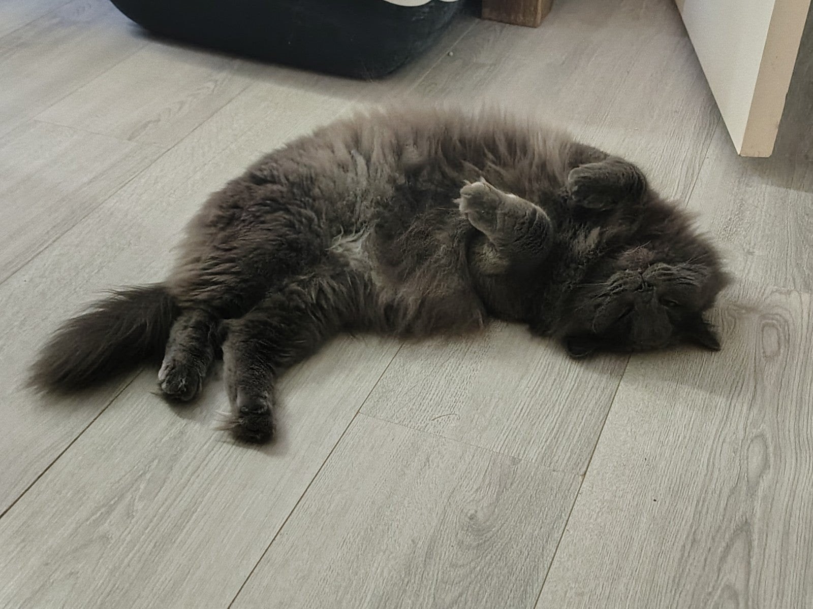kruising tussen Britse korthaar en Ragdoll, Kater, Gechipt, 0 tot 2 jaar