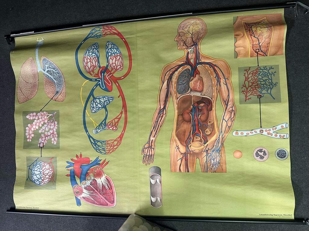 Vintage Anatomische Schoolplaat Bloedsomloop Hagemann 1962, Antiek en Kunst, Ophalen, Natuur en Biologie