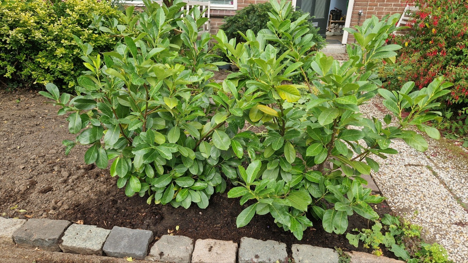 2 x Laurier Rotundifolia groenblijvend, Tuin en Terras, Planten | Struiken en Hagen, Ophalen, Laurier, Minder dan 100 cm