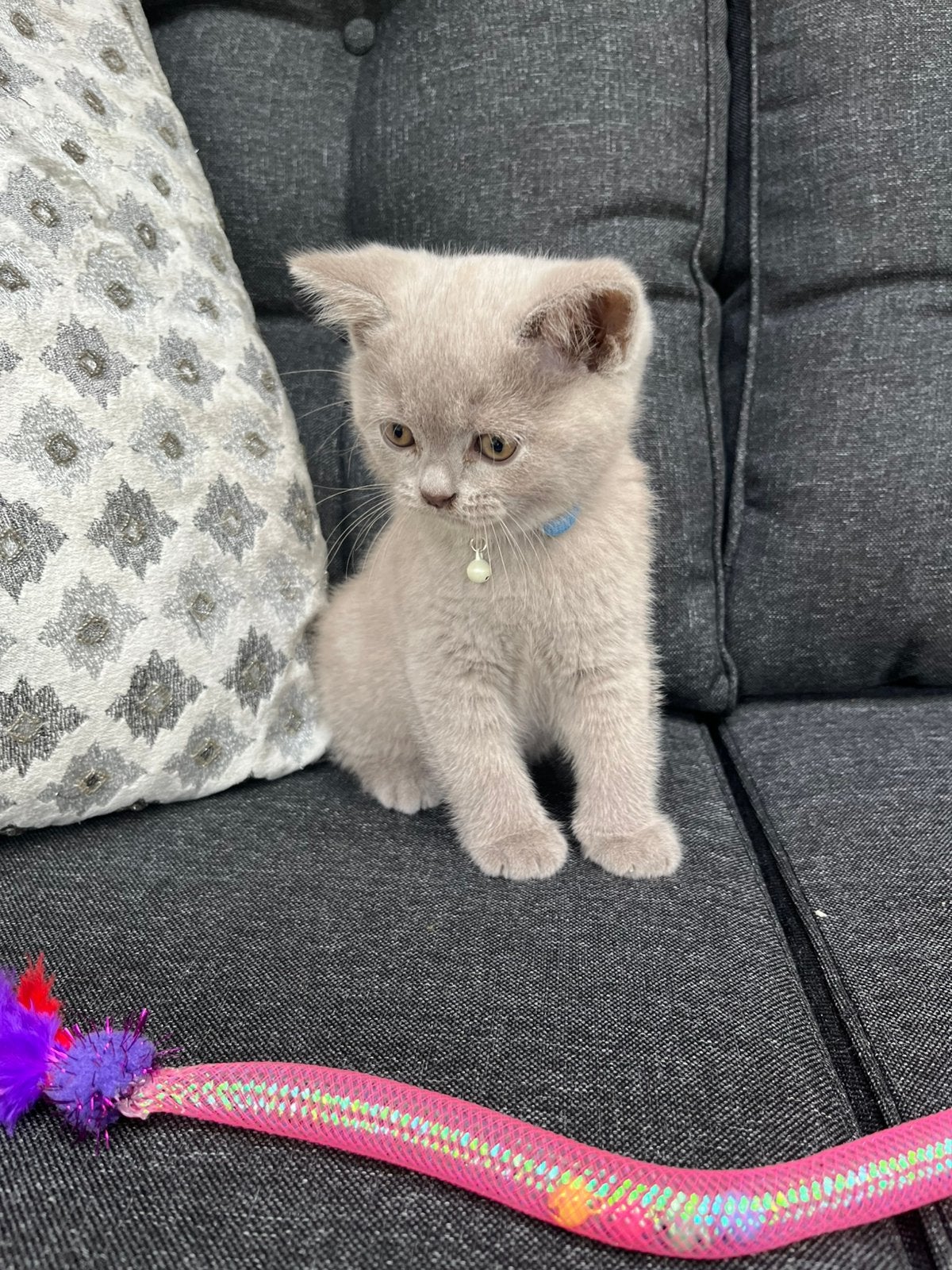 Lilac britse korthaar kitten, Dieren en Toebehoren, Kater, Ontwormd, 0 tot 2 jaar