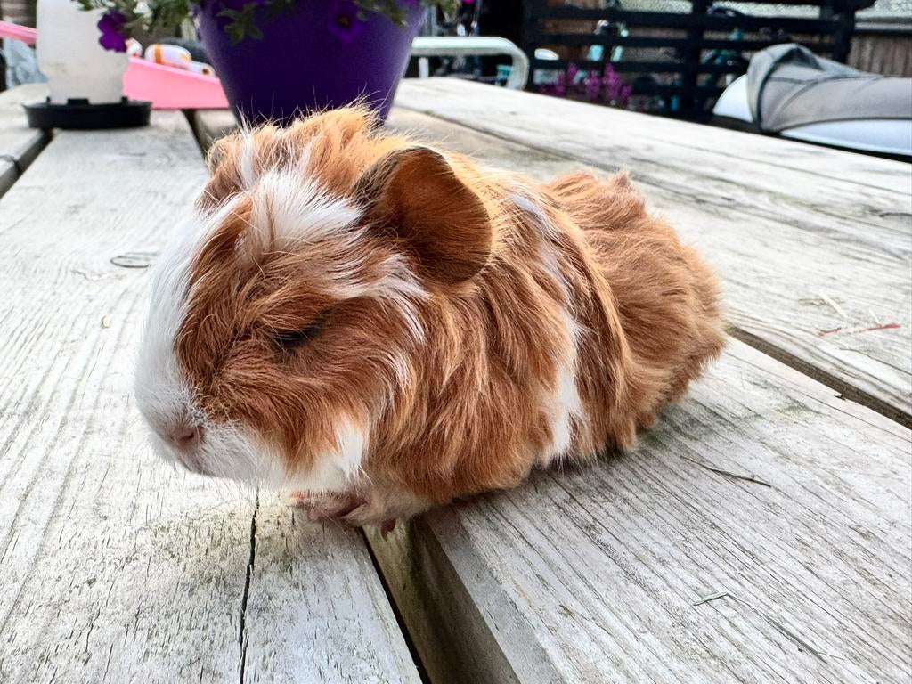 Baby cavia’s in verschillende kleuren, Dieren en Toebehoren, Knaagdieren, April, Geslacht onbekend, Cavia