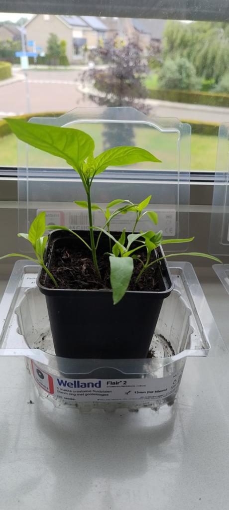 Potje met meerdere zoete paprika plant stekjes, Ophalen, Volle zon, Groenteplanten, Eenjarig