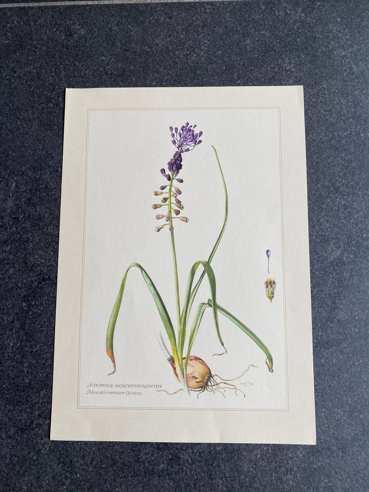 10 prenten bloemen/ planten 19x27 samen 20 euro oa hyacinth, Antiek en Kunst, Ophalen of Verzenden, Natuur en Biologie