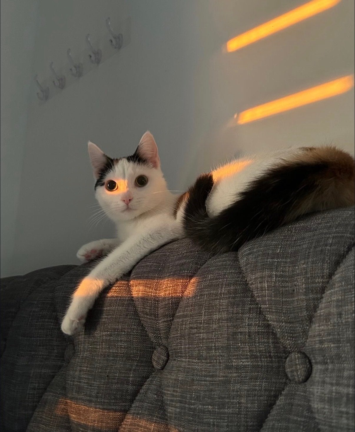 Lieve en zelfstandige Suku (Europese Korthaar, binnenkat)
