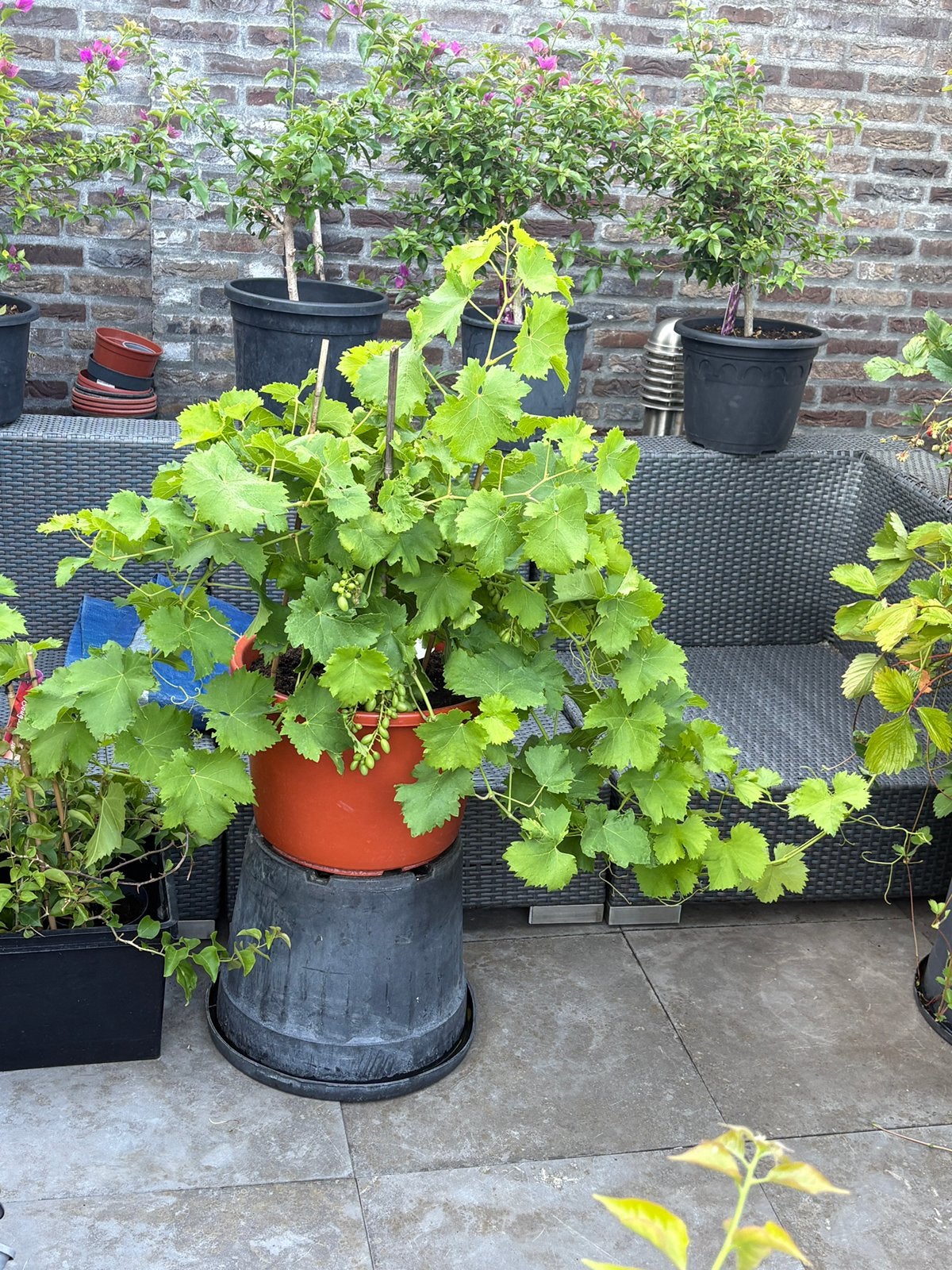 Prachtige witte druif met zeer lange ranken in pot!, Tuin en Terras, Planten | Fruitbomen, Ophalen, Minder dan 100 cm, Lente, Overige soorten