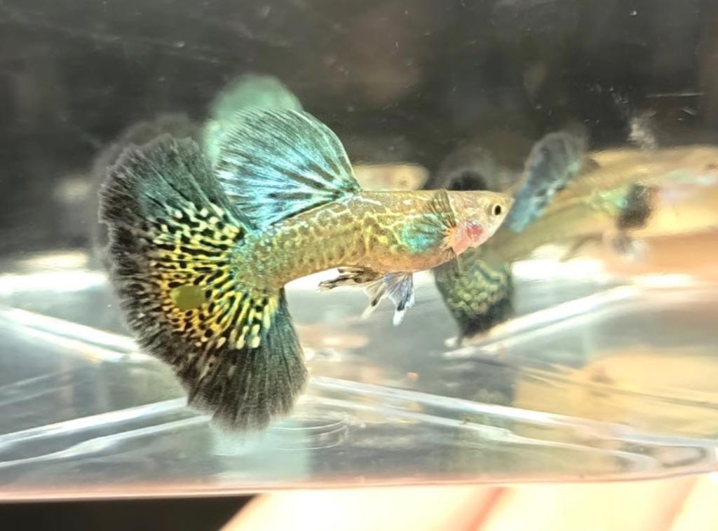 Sold out Green dragon SS dumbo ear ,guppy,gup, Vis, Zoetwatervis