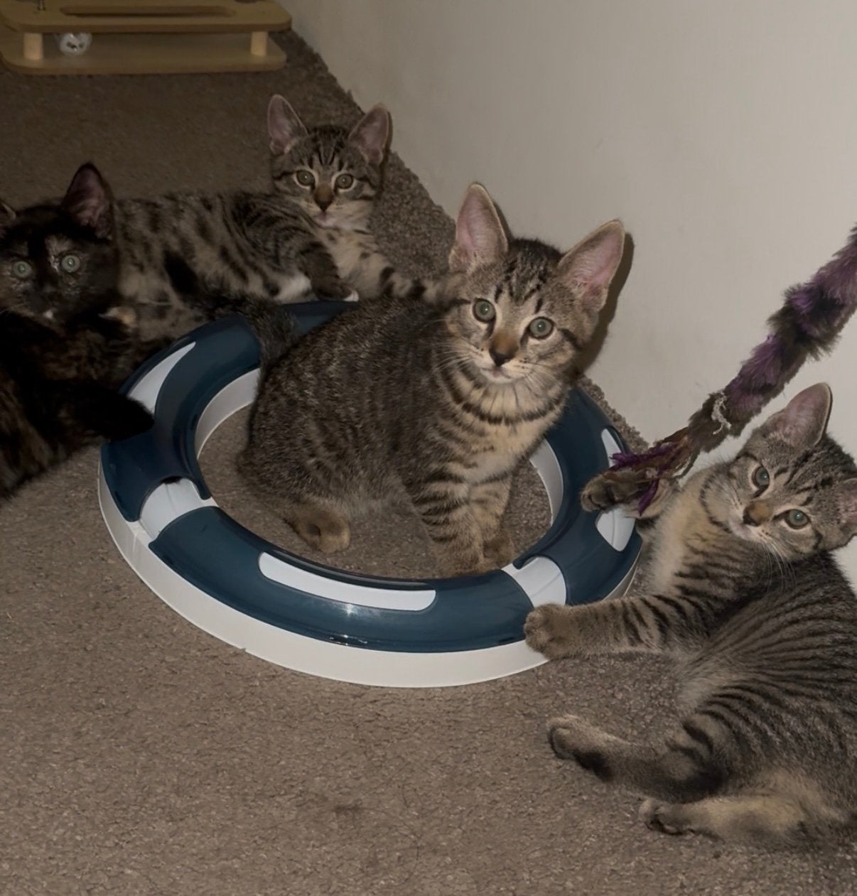 5 lieve Europese Korthaar kittens - 9 weken oud - ontwormd, Dieren en Toebehoren, Meerdere dieren, Kortharig