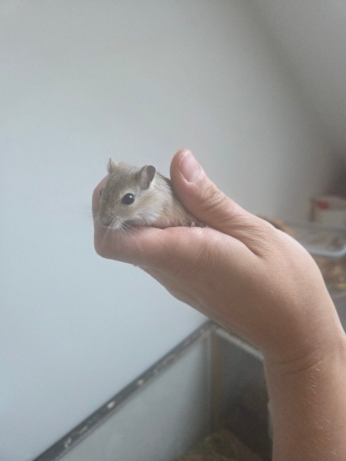 Tamme gerbilpups, Meerdere dieren, Overige typen, Tam, September