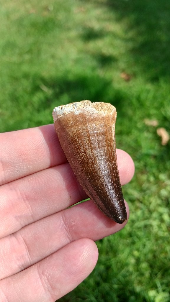 Fossiele mosasaurus tand uit Marokko dinosaurus, Ophalen of Verzenden, Fossiel