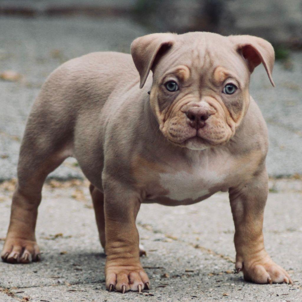 American Bully Micro pups zoeken hun gouden mandje, Parvo, Overige rassen, 8 tot 15 weken, Meerdere