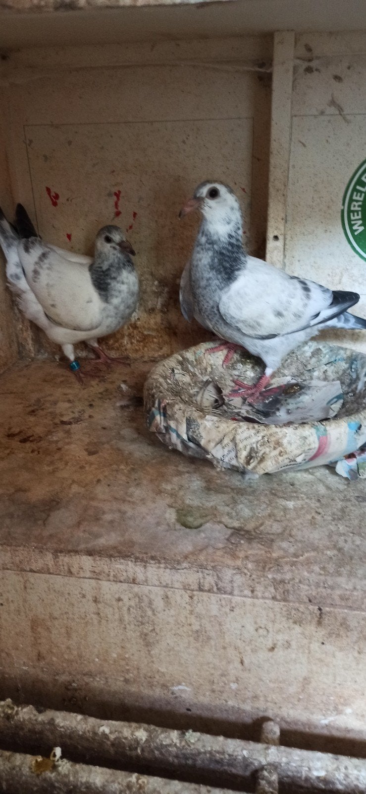 postduiven jongeduiven, Dieren en Toebehoren, Vogels | Duiven, Mannelijk, Postduif
