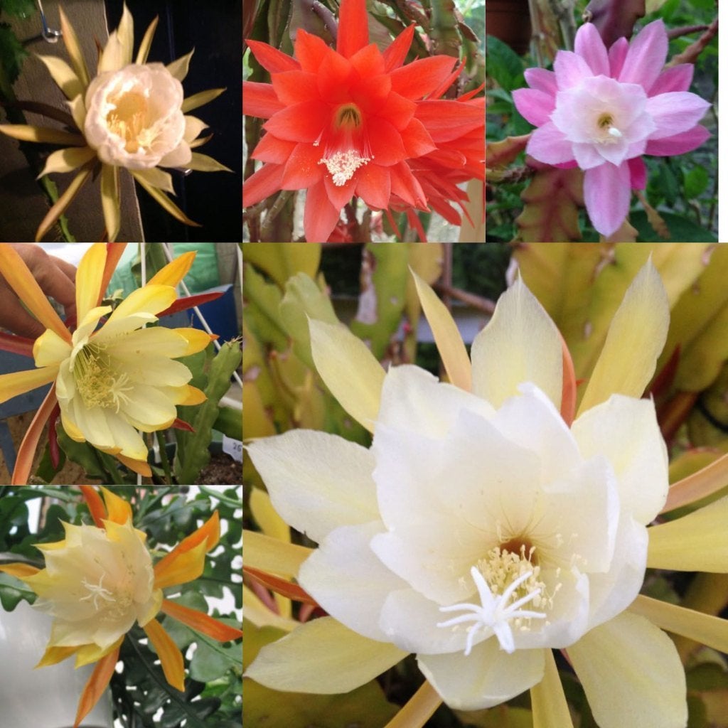 epiphyllum cactus diverse meerjarige naam onbekend, Huis en Inrichting, Kamerplanten, Minder dan 100 cm, Bloeiende kamerplant