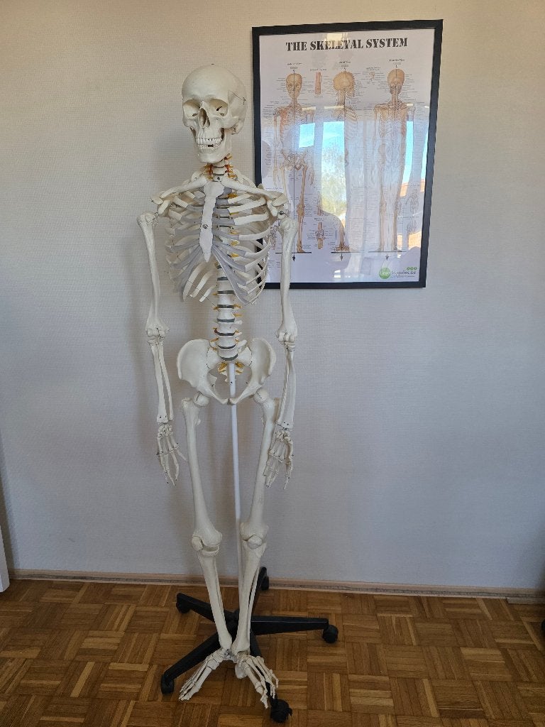 Anatomisch skelet model, Diensten en Vakmensen, Overige therapie