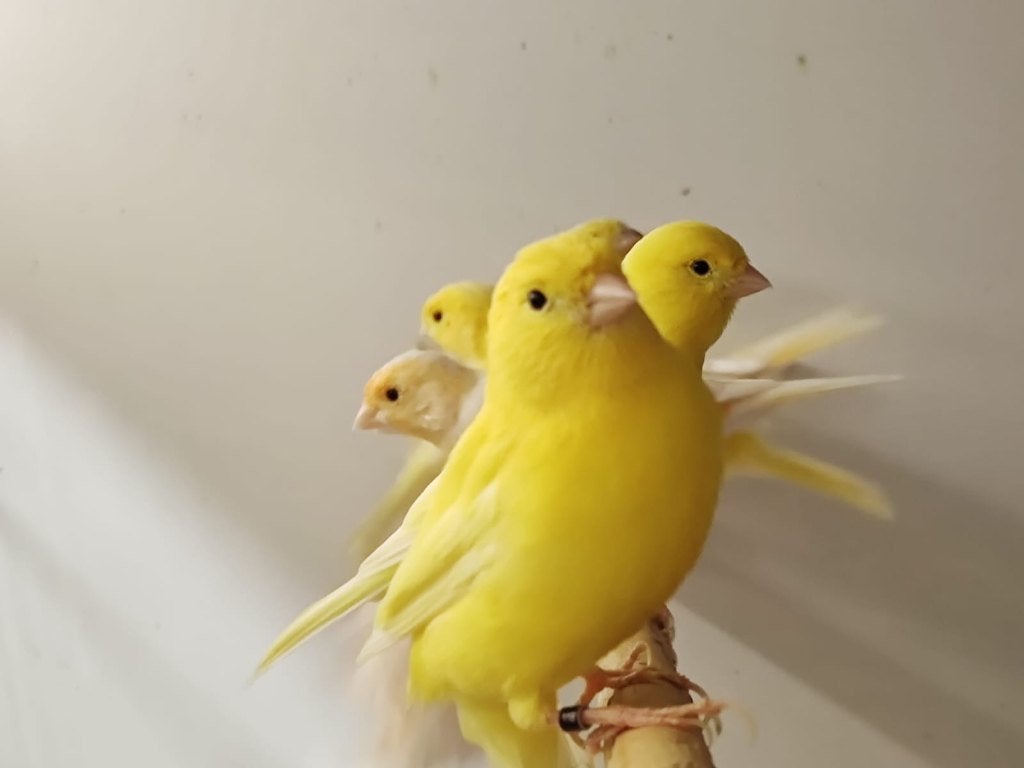 Mooie kanaries | Mannen en poppen, veel keuze!, Dieren en Toebehoren, Vogels | Kanaries, Meerdere dieren, Kleurkanarie