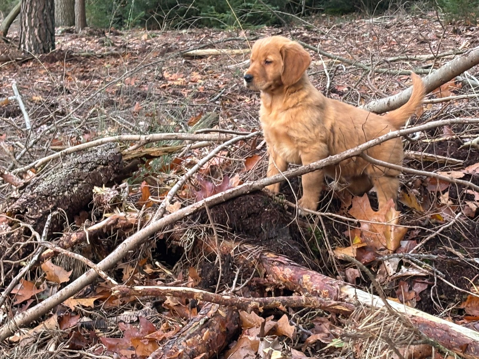 Donkere Golden retriever werklijn pups met stamboom, Golden retriever, Nederland, 8 tot 15 weken, Meerdere