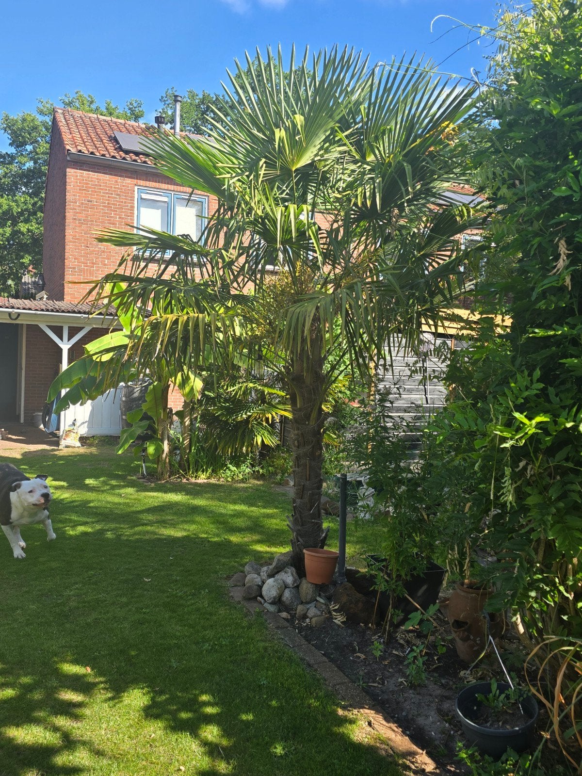 Prachtige palmboom te koop - Bieden vanaf 200 euro, Overige soorten, Volle zon, Vaste plant, Ophalen of Verzenden