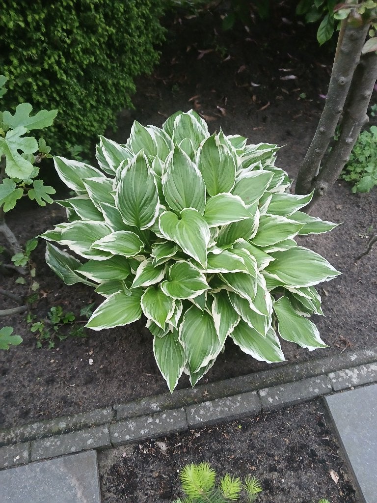 Planten, Volle zon, Vaste plant, Zomer, Ophalen
