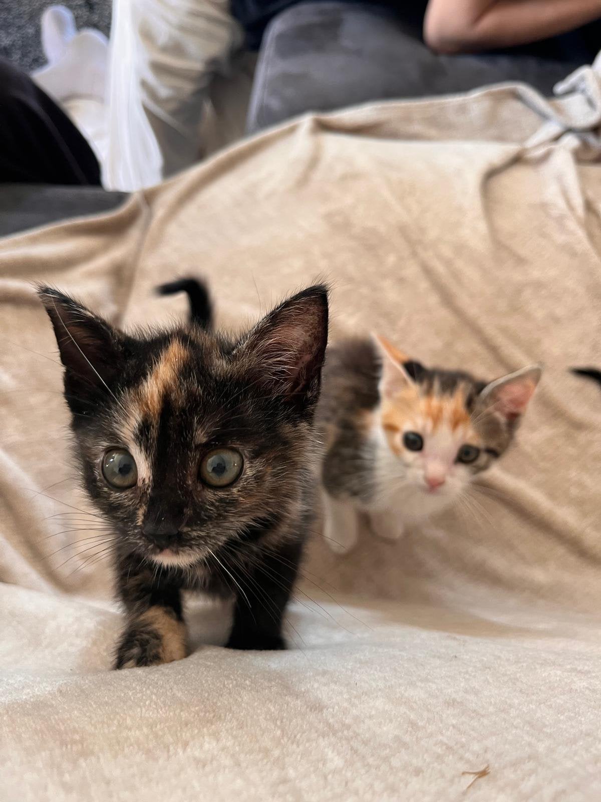 Kittens, Meerdere dieren, Ontwormd, 0 tot 2 jaar