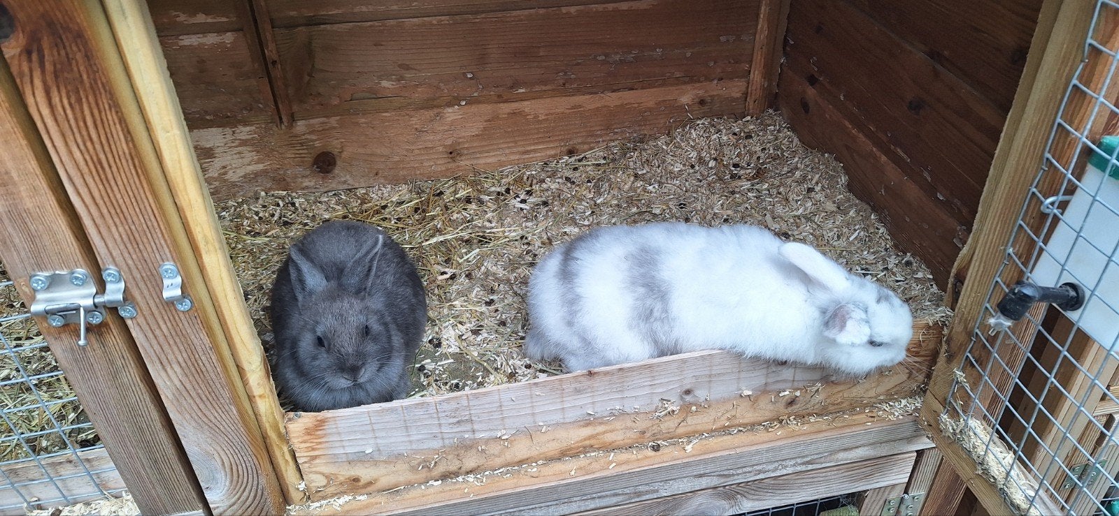 4 mooie konijntjes, Dieren en Toebehoren