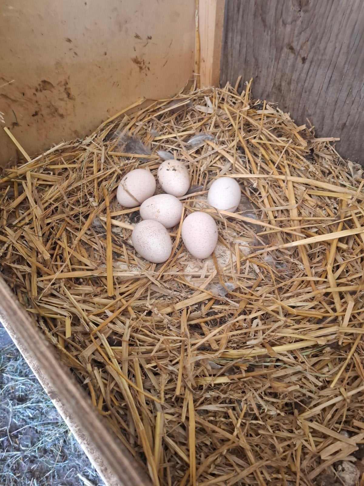 broed eieren kalkoen, Ophalen, Overige typen