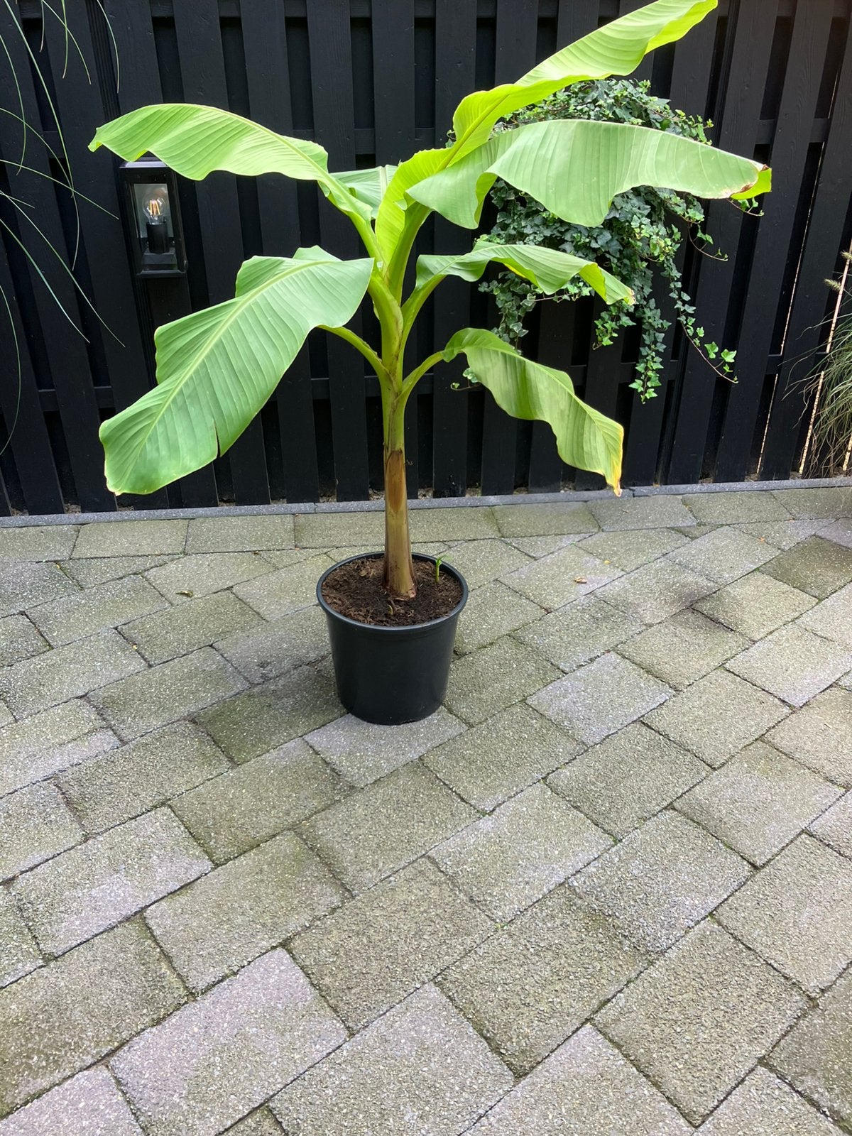Bananenplant ( musa basjoo), Volle zon, Vaste plant, Bloeit niet, Ophalen