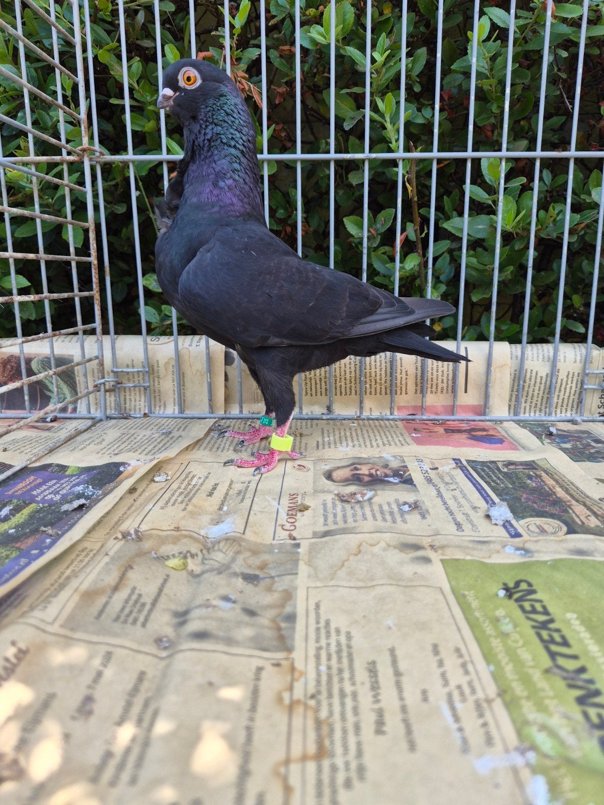 zwarte Italiaanse meeuwen, Dieren en Toebehoren, Vogels | Duiven, Meerdere dieren, Overige soorten