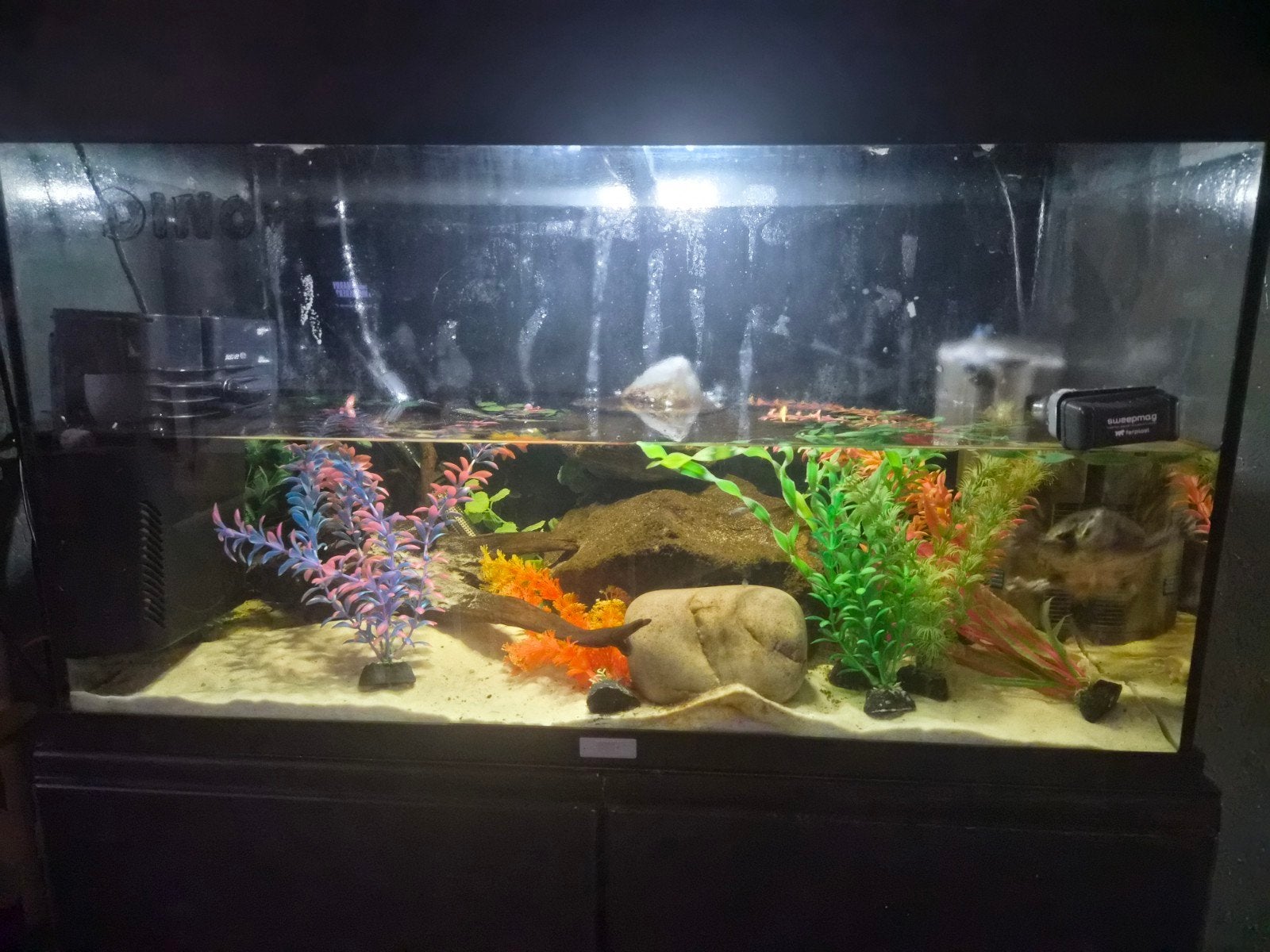 muskus schildpad en toebehoren, Ophalen, Gevuld zoetwateraquarium