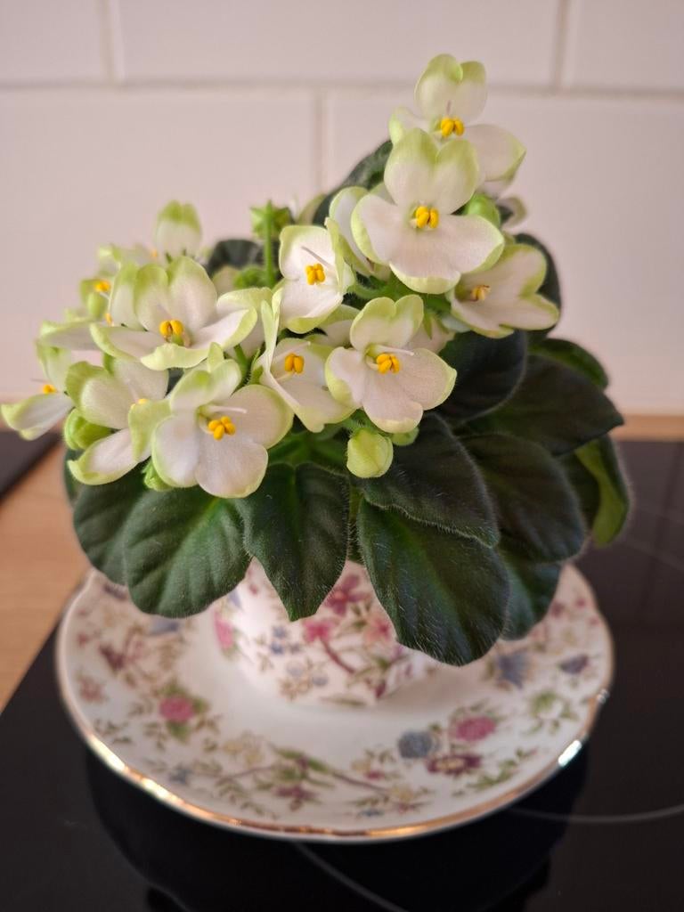 Bijzondere mini Kaapse viooltjes., Huis en Inrichting, Kamerplanten, Minder dan 100 cm, Halfschaduw, Ophalen of Verzenden